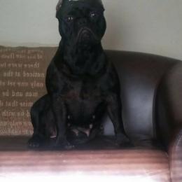 American Bulldog, French Bulldog, and Shorty Bull All Grown Up from Bingham's Bulldogs LLC