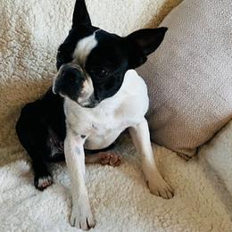 Daisy Duke - Boston Terrier