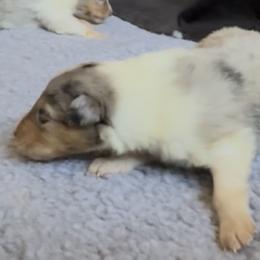Alpheus - Blue merle male Collie puppy in Malvern, Arkansas from Lost Acres Collies