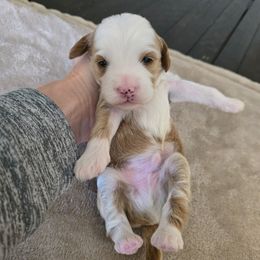 Magellanic - Red  male Goldendoodle puppy in Floyd, Virginia from Hearts and Paws Poodles and Doodles