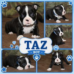 Taz - Black brindle and white male Boston Terrier puppy in Brooksville, Florida from I Love Pups