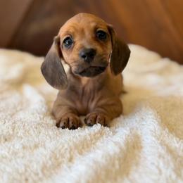 Ridge - Red male Dachshund puppy in Pflugerville, Texas from Dream A Dream Dachshunds