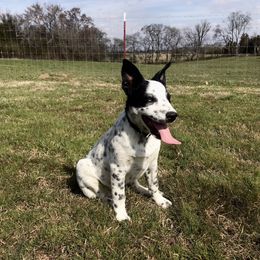 Australian Cattle Dog Puppies from Tri Star Heelers