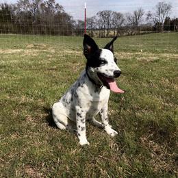 Australian Cattle Dog Puppies from Tri Star Heelers