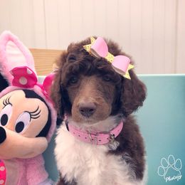 Poodle Puppies from The Parti Collection