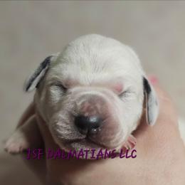 Purple - White and black female Dalmatian puppy in Conrath, Wisconsin from JSF Dalmatians LLC