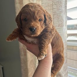 Sunny - Red  Goldendoodle puppy in Indianapolis, Indiana from Circle City Pups