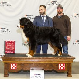 Bernese Mountain Dogs and Cairn Terriers from CreekTop