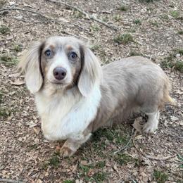 Remi - Dachshund