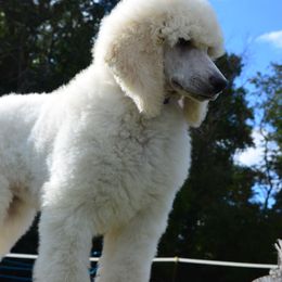 Poodle Puppies from D and D Standard Poodles