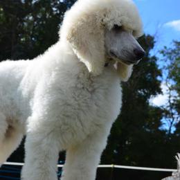 Poodle Puppies from D and D Standard Poodles
