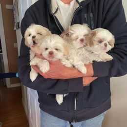 Shih Tzu Puppies from Wachowicz Shihtzu