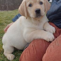 "Pups are touched and interacted with daily for the ideal temperament." Labrador Retriever Puppies from Ganderwood