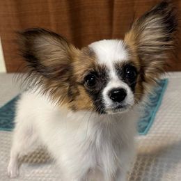 Mr Lovey Dovy Sir Toby - White and sable male Papillon puppy in Show Low, Arizona from Shenanigans Family Papillons