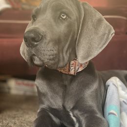 Great Dane Puppies from Babes & Danes