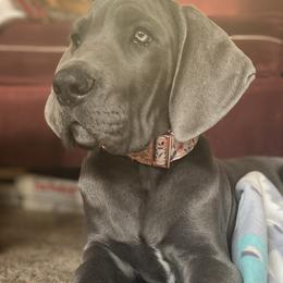 Great Dane Puppies from Babes & Danes
