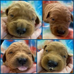 Golden Retriever Puppies from Continued Traditions Farmstead