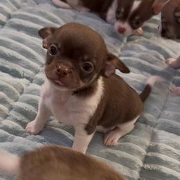 Hershey 4,100 - Chocolate and white male Chihuahua puppy in Summerfield, Florida from Uey’s Chihuahuas