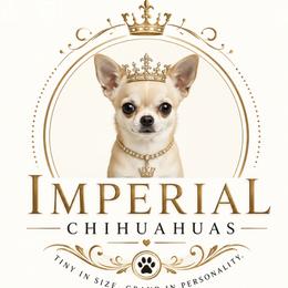 Chihuahua puppies from Imperial Chihuahua