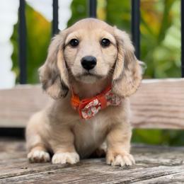 Atlas - Dapple male Dachshund puppy in Duncanville, Alabama from Bear Creek