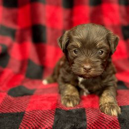 Comet - Chocolate and white male Havapoo puppy in Saint Joe, Indiana from Claire's Havapoos