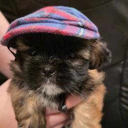 Pomeranians and Shih Tzus from Strictly Shih-Tzu