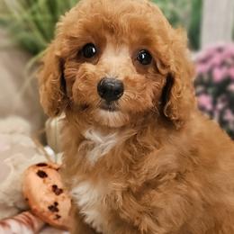 Aussiedoodles, Cavalier King Charles Spaniels, Cavapoos, and Poodles from Leerose Puppies