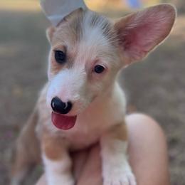 Banner - Red male Pembroke Welsh Corgi puppy in Hope, Arkansas from Foxy Knoll Farm