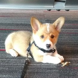 American Corgis from Corgi Corral