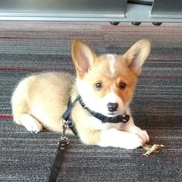 American Corgis from Corgi Corral