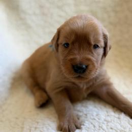 Sage - Girl - Dark golden female Golden Retriever puppy in La Verne, California from 4LoveofGoldens