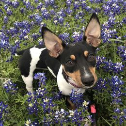 Opal - Teddy Roosevelt Terrier