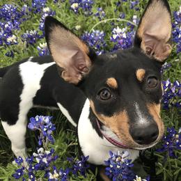Opal - Teddy Roosevelt Terrier