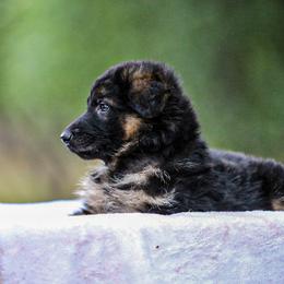 German Shepherd Puppies from Zwinger Vom Greifjäger