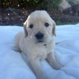 Turquoise Collar Girl - Golden female Golden Retriever puppy in Salt Lake City, Utah from Deseret Peak Goldens