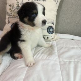 Australian Shepherd Puppies from Double R Farm Aussies