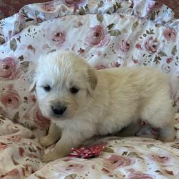 Daisy - Light golden female Golden Retriever puppy in Amarillo, Texas from Bluebonnet Goldens