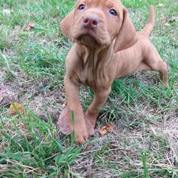 Girl 1 - Golden rust female Vizsla puppy in Linden, Michigan from Russell Tincher