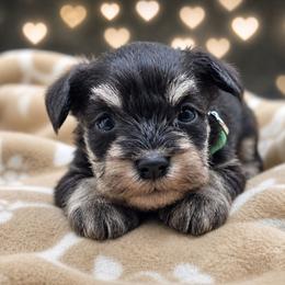Little Spud - Black and silver male Miniature Schnauzer puppy in Houston, Texas from Haughton Farm