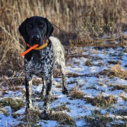 Henry - Black roan male German Shorthaired Pointer puppy in China Township, Michigan from Snell's Superior Kennel Dobermann & GSP
