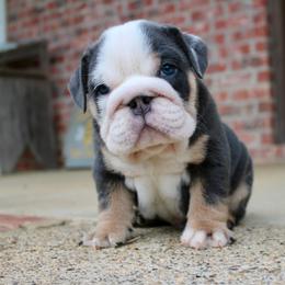 Blue - Blue tri-color male Bulldog puppy in Ben Lomond, Arkansas from Miesha Carver's Bulldogs
