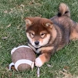 Shiba Inu Puppies from Katrina Nielsen
