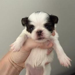 Girl 2 - Black tan and white female Japanese Chin puppy in Little Rock, Arkansas from Montra Japanese Chin & Cavalier King Charles Spaniels