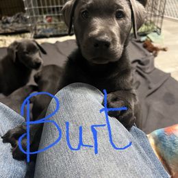 Labrador Retriever Puppies from Nussbaum Acres