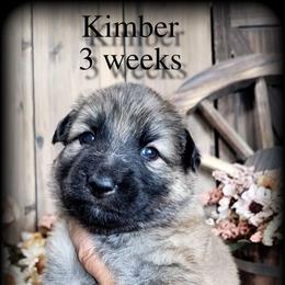 Kimber - Sable female German Shepherd puppy in Sequim, Washington from German Shepherd Haus