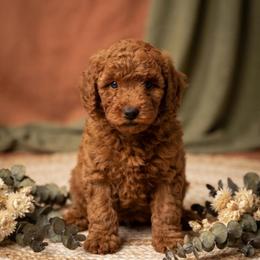 Biscotti - Red  male Goldendoodle puppy in Miami, Florida from Haus of Pawz