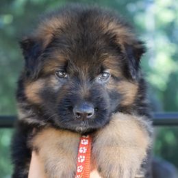 Fox - Black and red male German Shepherd puppy in Canton, Texas from WILDWOOD GERMAN SHEPHERDS