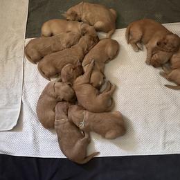 Miss Mint Green - Dark golden female Golden Retriever puppy in Stratton, Colorado from Anam Cara Retrievers