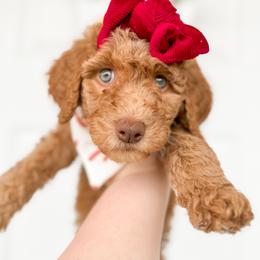 Goldendoodle Puppies from Summer Sun Doodles
