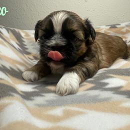 Leo - Brindle male Shih Tzu puppy in Houston, Texas from Pup Paw-lace